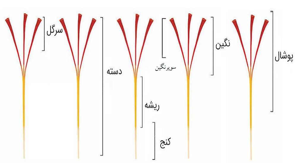 مقایسه زعفران ایران با زعفران اسپانیا