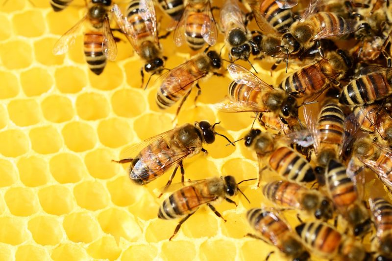زنبور عسل - خواص و فواید عسل برای بدن