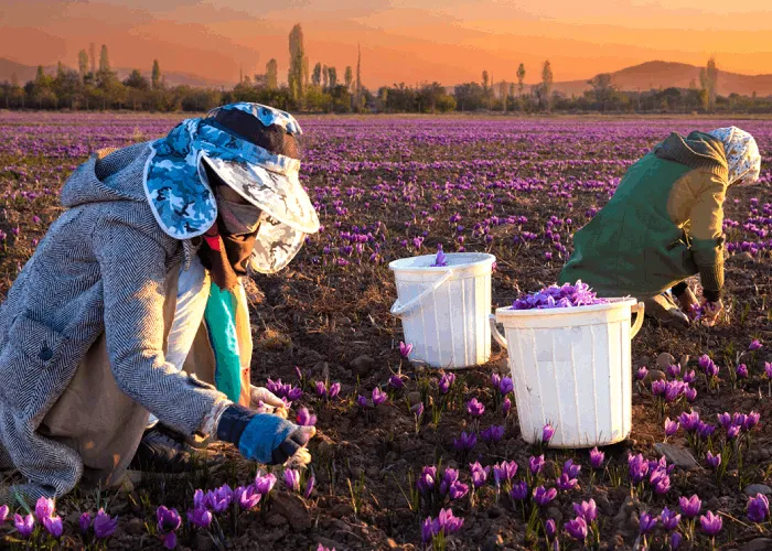 خرید زعفران ایرانی