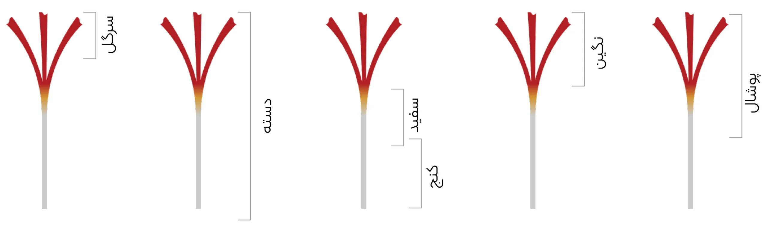 معرفی انواع زعفران