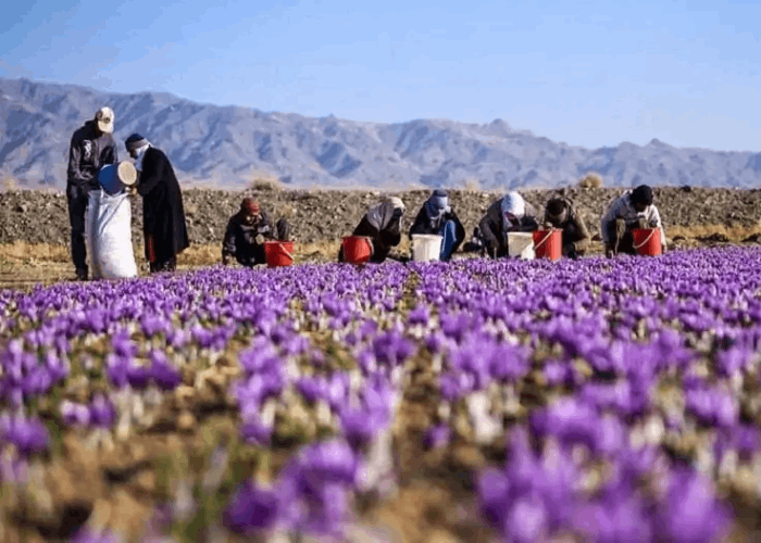 بررسی تفاوت زعفران ایران و اسپانیا