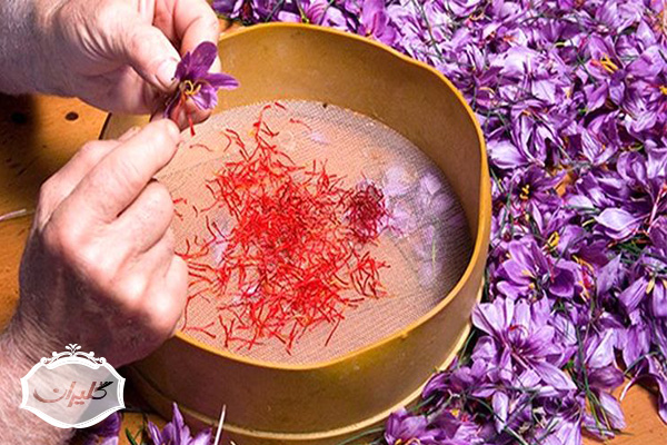 بهترین زمان خرید زعفران