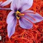 یک مثقال زعفران