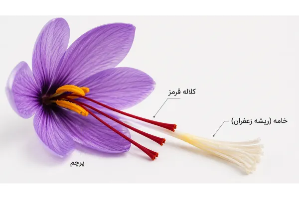ریشه زعفران چیست؟
