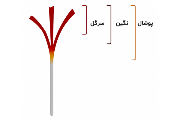انواع زعفران کدام است؟
