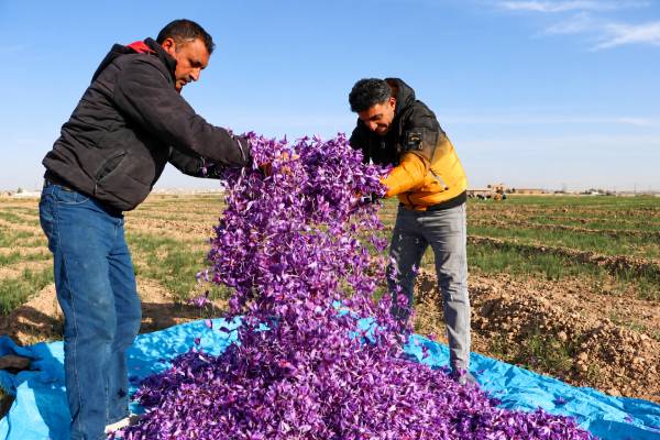 اگر زعفران اول برگ داد چه معنی دارد؟