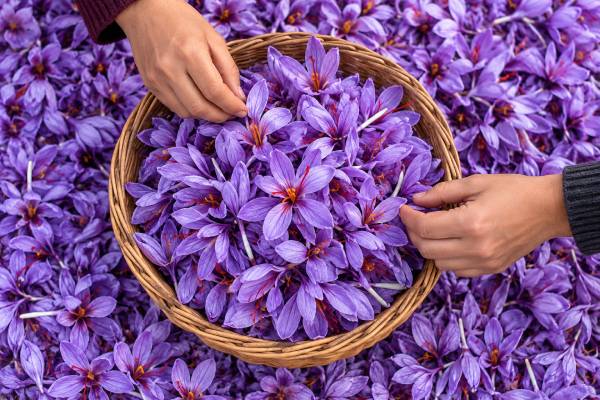 برای یک گرم زعفران چند گل لازم است؟