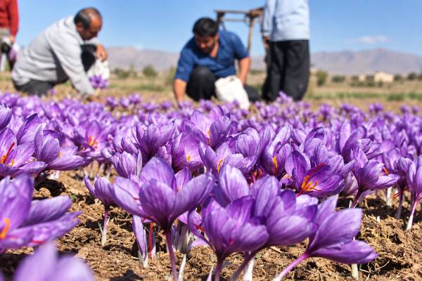 برگ زعفران بعد از گلدهی چه کاری انجام می‌دهد؟
