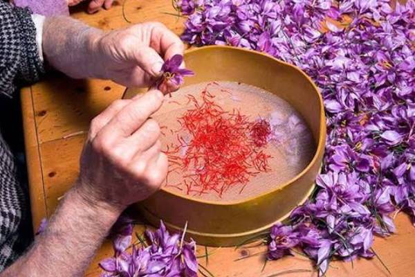 بهترین زمان خارج کردن پیاز زعفران از خاک