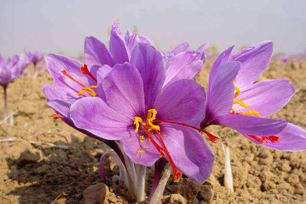 زعفران اول گل می‎‌دهد یا برگ؟
