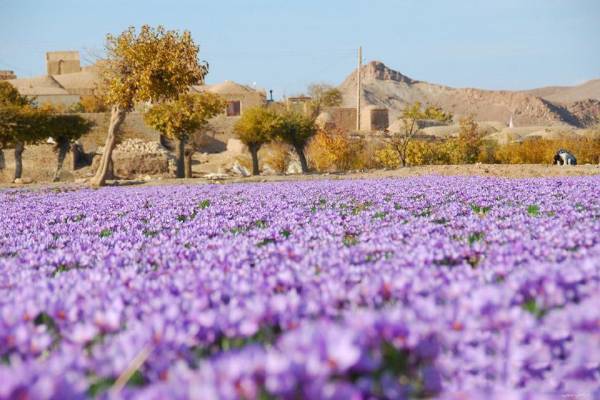 مزرعه زعفران در استان خراسان ایران