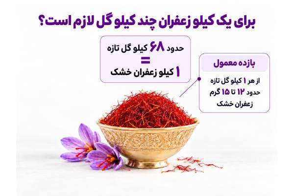 هر کیلو گل زعفران چند گرم زعفران می‌دهد؟