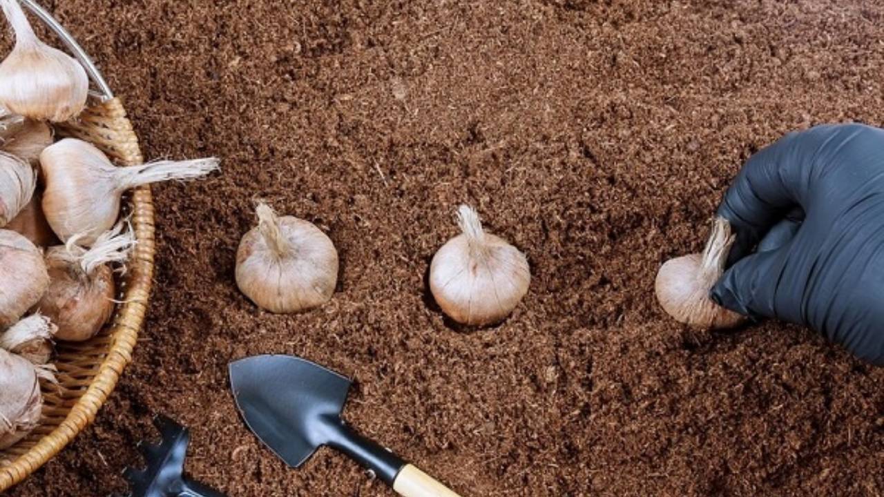 مراحل کاشت پیاز زعفران 