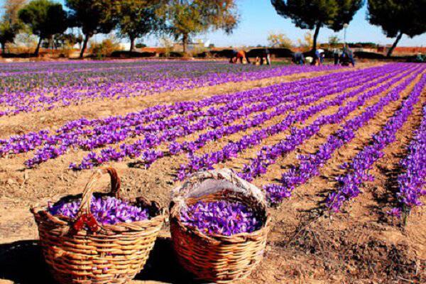 کشت زعفران در مناطق سردسیر و کوهستانی
