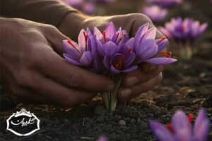گل زعفران چه زمانی درمی‌آید؟