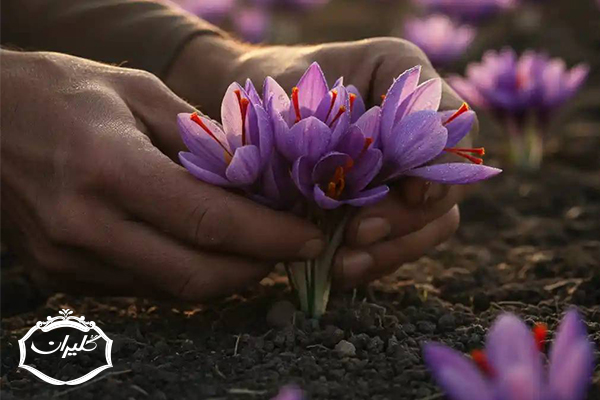 گل زعفران چه زمانی درمی‌آید؟